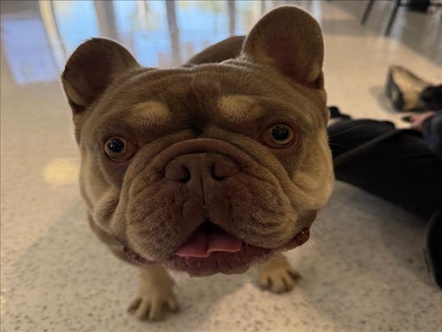Shelter Stray Male Dog last seen , 14409 Vanowen St, Van Nuys, CA 91405, USA