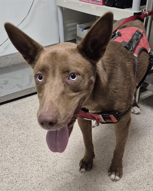 Shelter Stray Female Dog last seen Near BLOCK MOONWIND ST, INYOKERN CA 93527, 3951 Fruitvale Ave, Bakersfield, CA 93308, USA