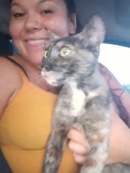Reunited Female Cat last seen 56th st and felspar, Jurupa Valley, CA 92509