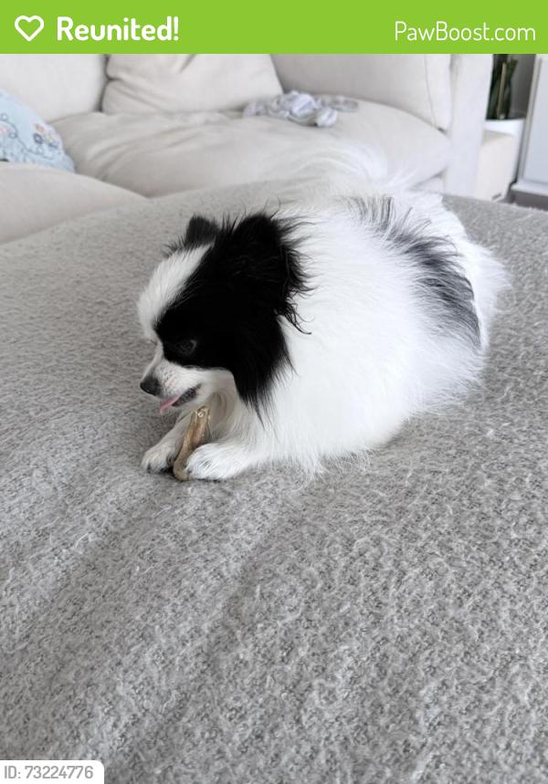 Reunited Female Dog last seen Poinsettia st and Lavatera Ave, Murrieta, CA 92563