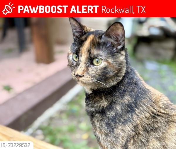 Lost Male Cat last seen At home, Rockwall, TX 75032