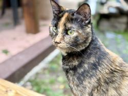 Lost Male Cat last seen At home, Rockwall, TX 75032