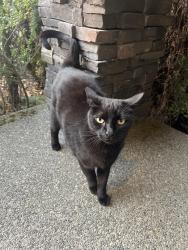 Found/Stray Female Cat last seen Near 17TH Pl Se, Lake Stevens, WA 98258