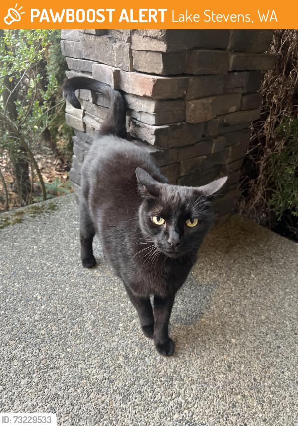 Found/Stray Female Cat last seen Near 17TH Pl Se, Lake Stevens, WA 98258