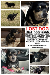 Lost Female Dog last seen Anniston road center of the neighborhood, Jacksonville, FL 32246