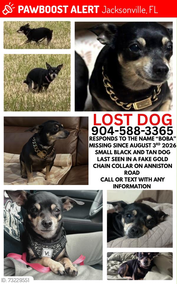 Lost Female Dog last seen Anniston road center of the neighborhood, Jacksonville, FL 32246