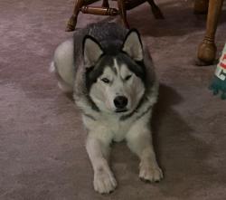 Reunited Male Dog last seen Windy Hill Ln, Fort Worth, TX 76108