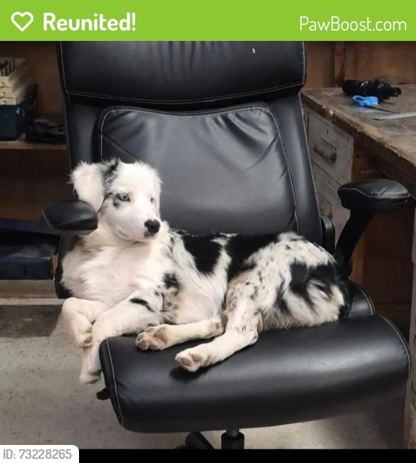 Reunited Female Dog last seen Off Airport Road, Aledo, TX 76008