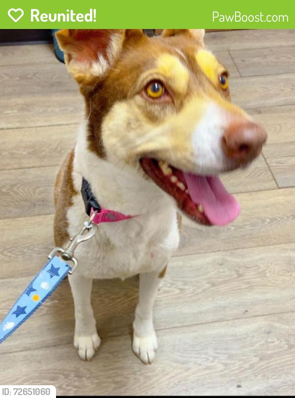 Reunited Female Dog last seen Day st Moreno Valley, Moreno Valley, CA 92557