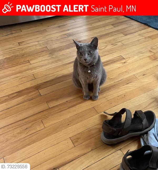 Lost Female Cat last seen Victoria and Osceola, Saint Paul, MN 55105