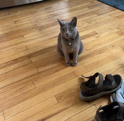 Lost Female Cat last seen Victoria and Osceola, Saint Paul, MN 55105