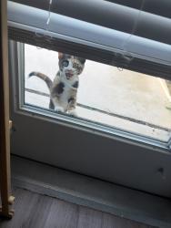 Found/Stray Female Cat last seen Highway 90 and 211, San Antonio, TX 78252