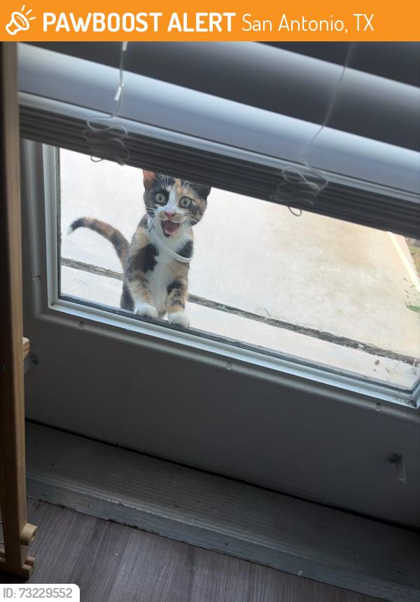 Found/Stray Female Cat last seen Highway 90 and 211, San Antonio, TX 78252