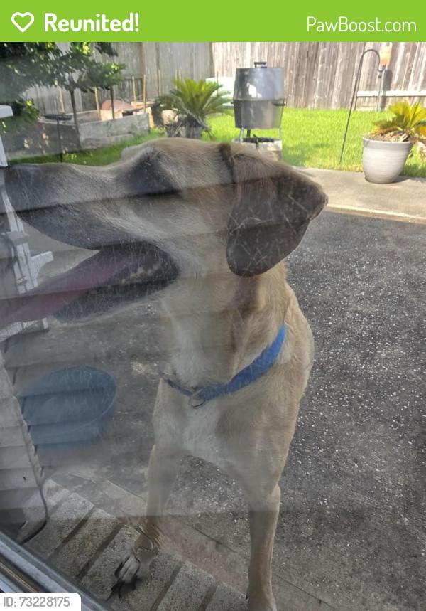 Reunited Male Dog last seen Landing Blvd and Brown Pelican, League City, TX 77573