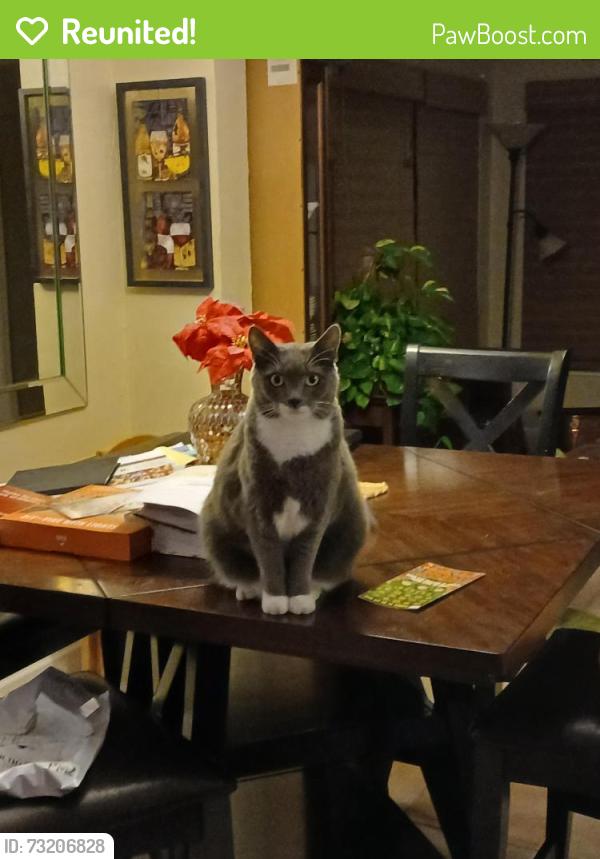 Reunited Male Cat last seen Sunrise, Fort Myers, FL 33919