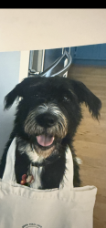 Lost Male Dog last seen Hill and 15th St., Santa Monica, CA 90405