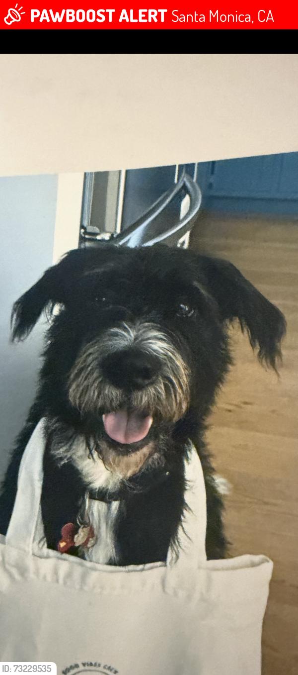 Lost Male Dog last seen Hill and 15th St., Santa Monica, CA 90405