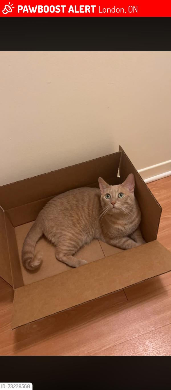 Lost Male Cat last seen Ernest and Bradley, London, ON 