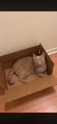 Lost Male Cat last seen Ernest and Bradley, London, ON 