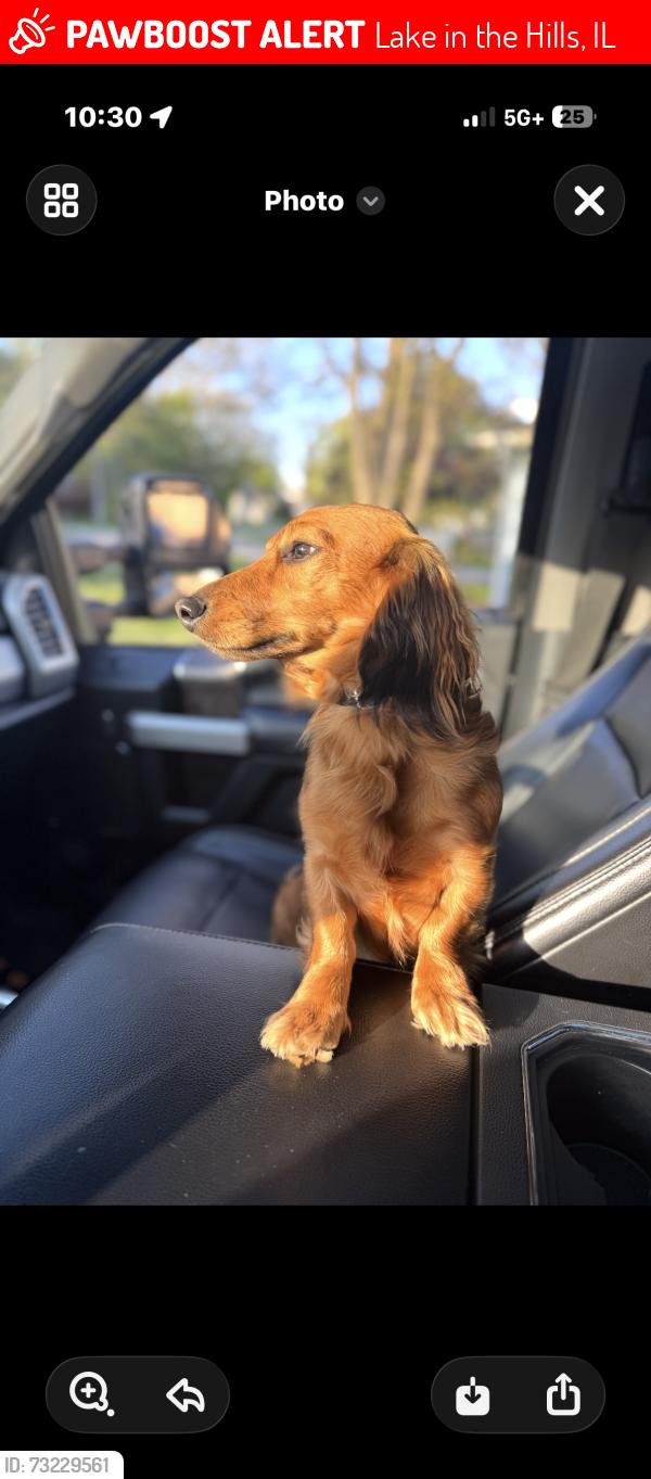 Lost Male Dog last seen Alexandra blvd, hunters trail, Lake in the Hills, IL 60156