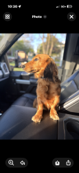 Lost Male Dog last seen Alexandra blvd, hunters trail, Lake in the Hills, IL 60156
