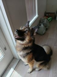 Reunited Female Dog last seen Comfort Inn Hotel, Rancho Cordova, CA 95742