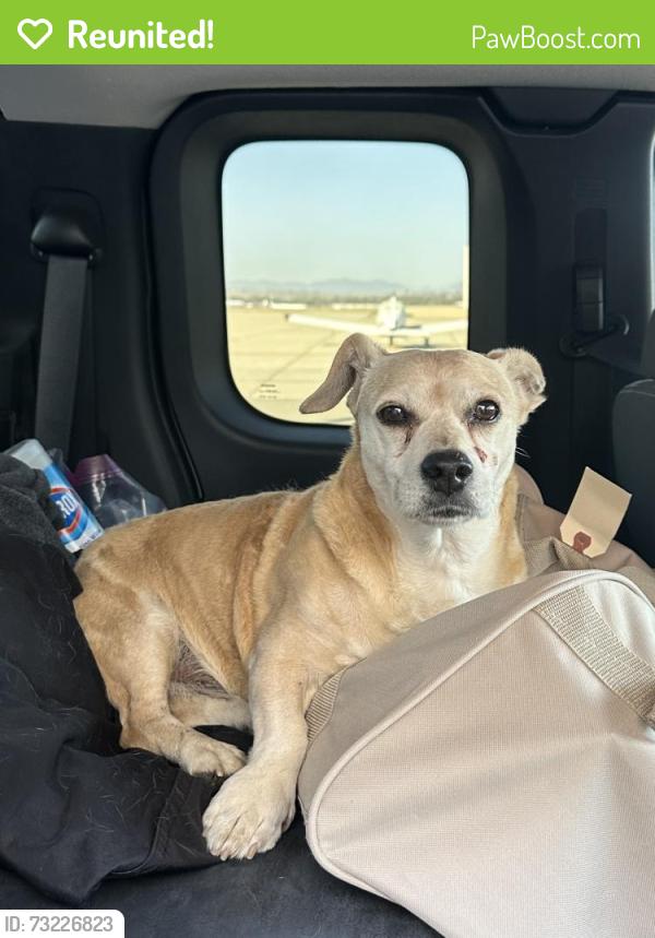 Reunited Male Dog last seen Graeber St, March Air Reserve Base, CA 92551