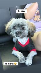 Lost Female Dog last seen Rolling mill dr, Houston, TX 77088