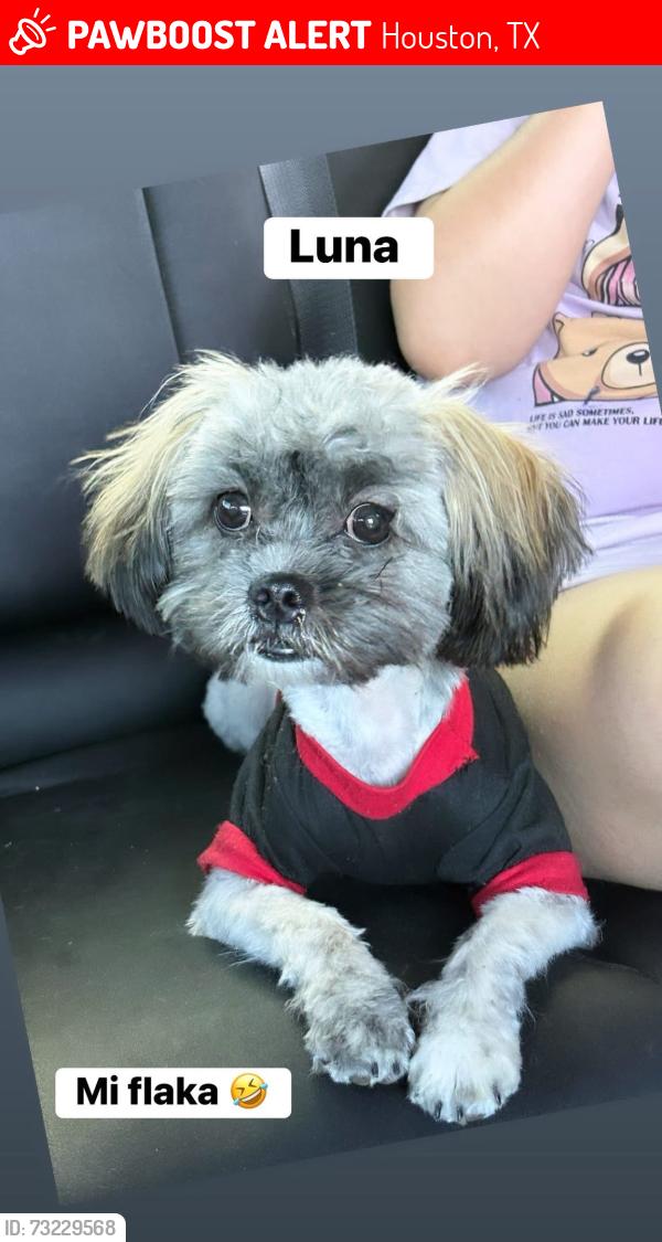 Lost Female Dog last seen Rolling mill dr, Houston, TX 77088