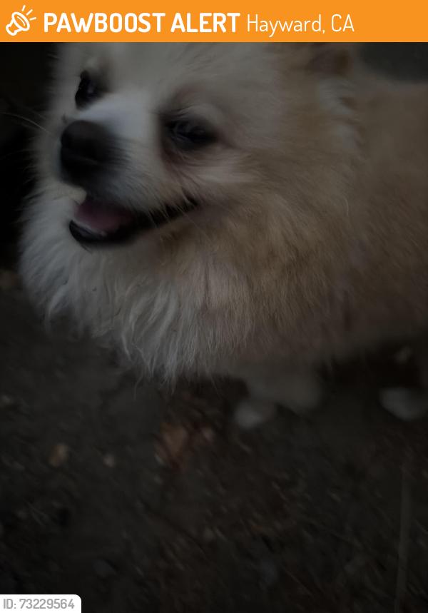 Found/Stray Male Dog last seen meekland and sunset in hayward, Hayward, CA 94541
