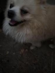 Found/Stray Male Dog last seen meekland and sunset in hayward, Hayward, CA 94541