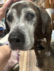 Found/Stray Male Dog last seen Fowler bluff near cedar key, Trenton, FL 32693