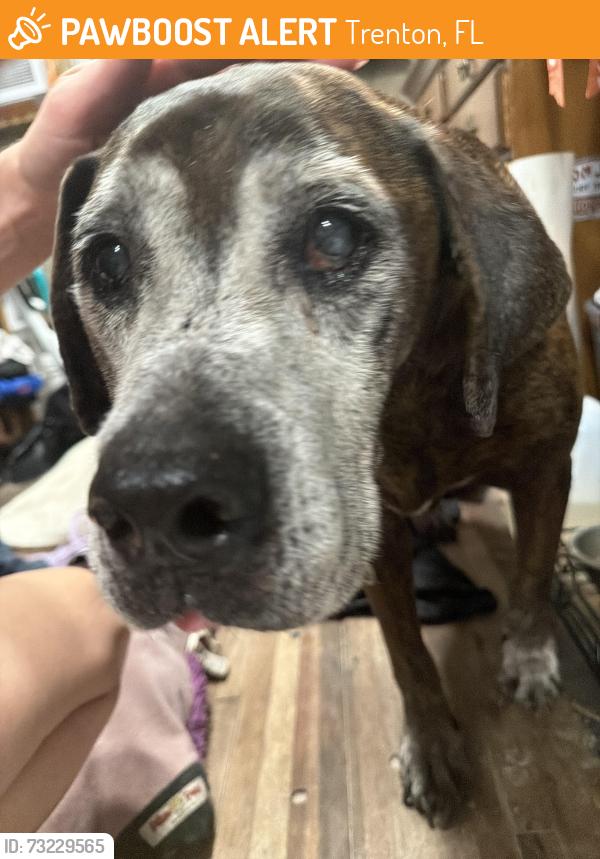 Found/Stray Male Dog last seen Fowler bluff near cedar key, Trenton, FL 32693