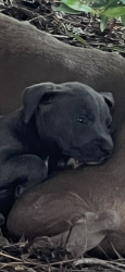 Lost Female Dog last seen Audubon hills subdivision-and west 4th st, Hattiesburg, MS 39402