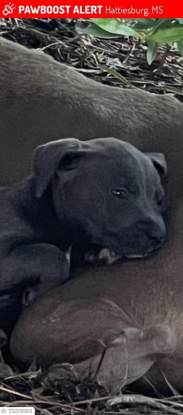 Lost Female Dog last seen Audubon hills subdivision-and west 4th st, Hattiesburg, MS 39402