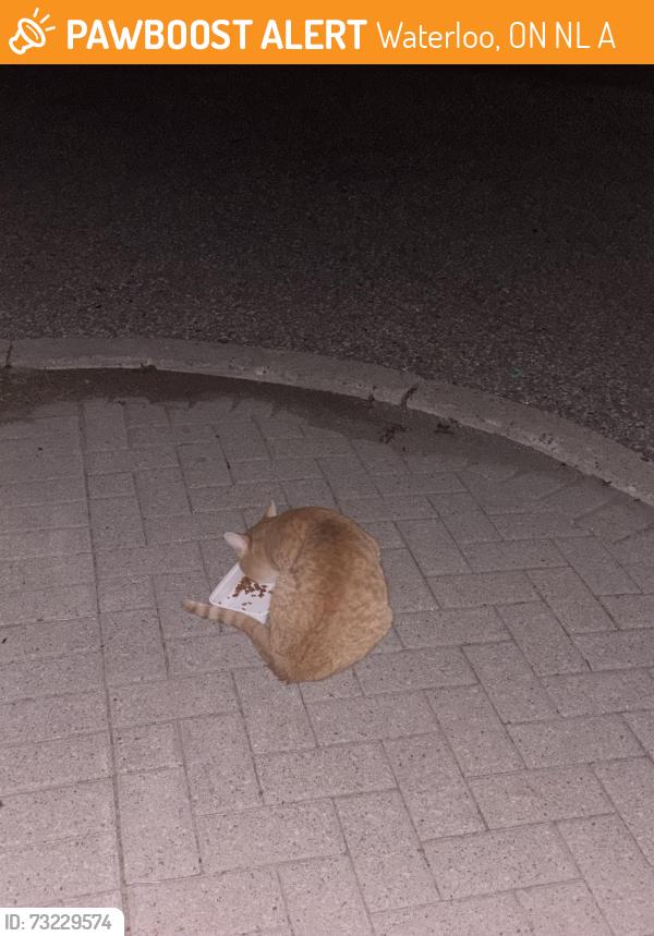 Found/Stray Unknown Cat last seen Near Ezra ave Building, Waterloo, ON N2L 3A9