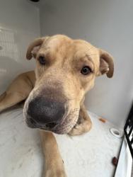 Shelter Stray Male Dog last seen Near GOODSON RD, Union City, GA, 1251 Fulton Industrial Blvd NW, Atlanta, GA 30336, USA