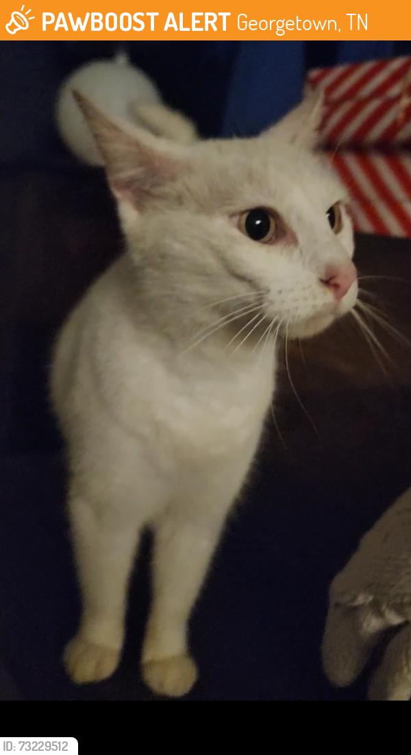 Found/Stray Male Cat last seen Near min from TN-58/TN-60 intersection, Georgetown, TN 37336
