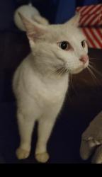 Found/Stray Male Cat last seen Near min from TN-58/TN-60 intersection, Georgetown, TN 37336