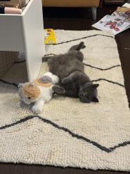 Reunited Male Cat last seen Legacy’s farm N, Hopkinton, MA 01748