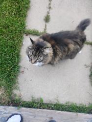 Found/Stray Unknown Cat last seen Birchmont and Bridgeport, Leduc, AB T9E 8N6
