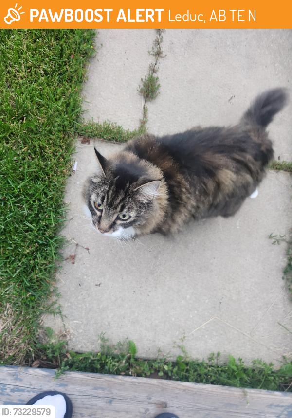 Found/Stray Unknown Cat last seen Birchmont and Bridgeport, Leduc, AB T9E 8N6