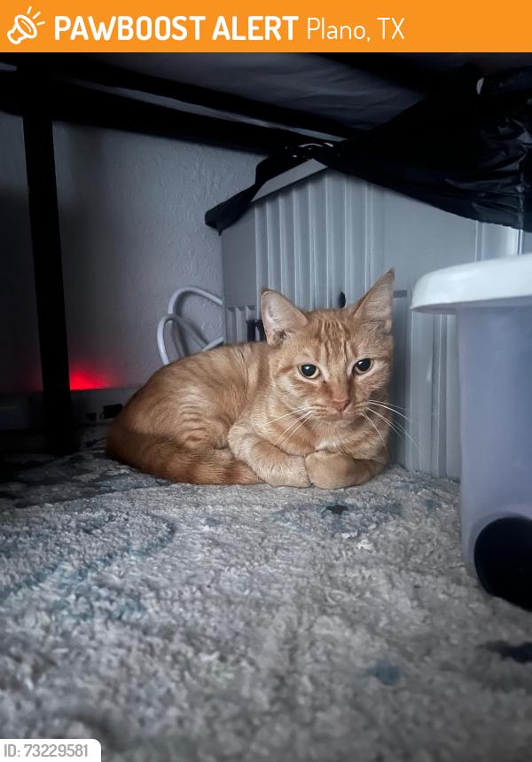 Found/Stray Female Cat last seen W Medalist Circ, Plano, TX 75023