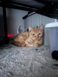 Found/Stray Female Cat last seen W Medalist Circ, Plano, TX 75023