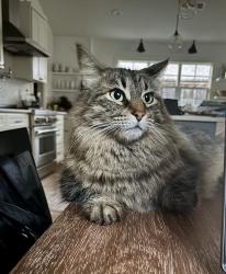 Lost Male Cat last seen Rogue Way (Lochwood), Dallas, TX 75218