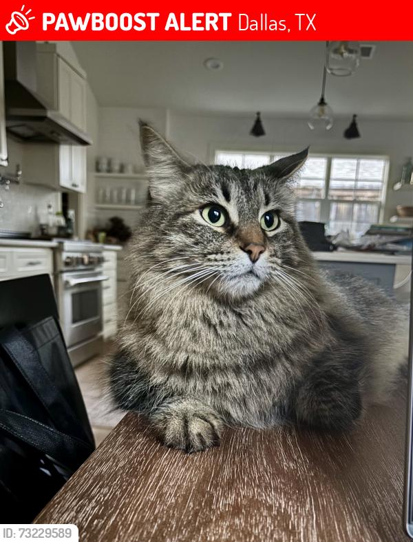 Lost Male Cat last seen Rogue Way (Lochwood), Dallas, TX 75218