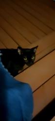 Found/Stray Male Cat last seen FM13 W, Henderson, TX, Henderson, TX 75654