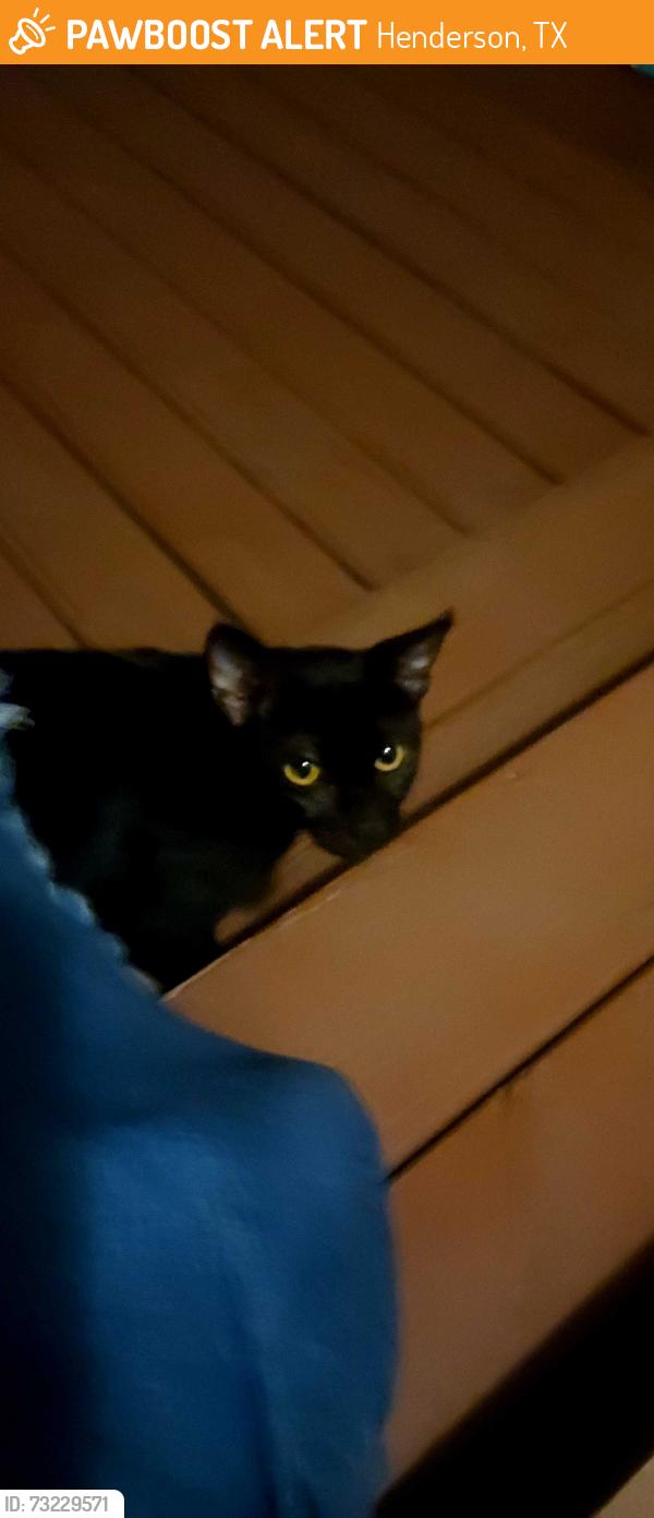 Found/Stray Male Cat last seen FM13 W, Henderson, TX, Henderson, TX 75654