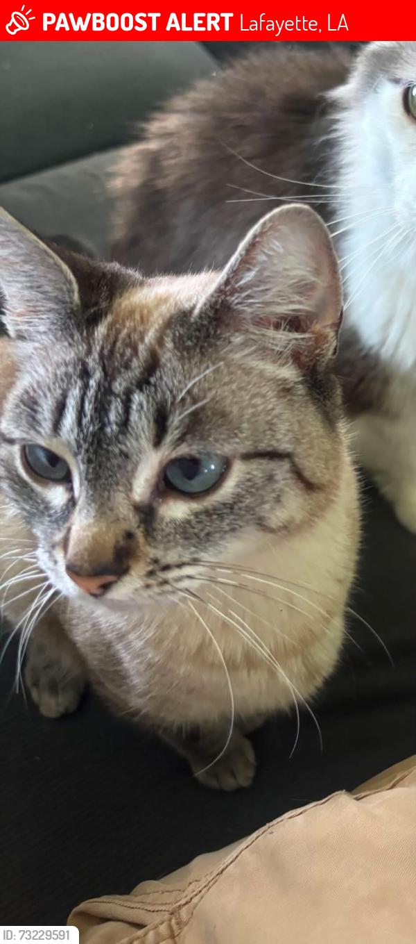 Lost Female Cat last seen Near Country garden ln, Lafayette, LA 70507