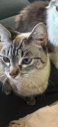Lost Female Cat last seen Near Country garden ln, Lafayette, LA 70507